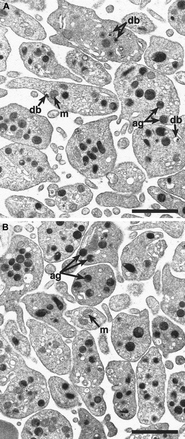 Fig. 3. Alpha-granules appear normal in. / cno/cno platelets. Transmission electron microscopy reveals a qualitatively normal structure and number of α-granules in cno/cno platelets. Representative photomicrographs showing normal (panel A) and cno/cno (B panel) platelets. m indicates mitochondria; db, dense bodies; ag, α-granules. Bar, 1 μm.