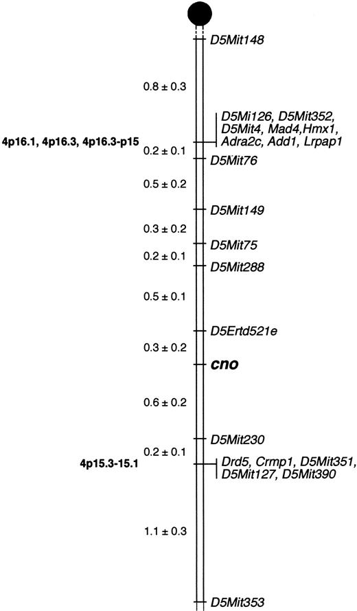 Fig. 5. Localization of cappuccino. / Cappuccino localizes to mouse Chr 5. Mapping of anonymous DNA markers (Mit and Erdt) and multiple candidate genes relative to cnoin 525 offspring from an F2 intercross between C3H/HeJcno/cno and CAST/Ei narrowed the critical interval containing cno to a 0.9-cM region on proximal Chr 5. The percentage of recombination (± SE) between adjacent loci is given to the left. Missing typings were inferred from surrounding data where assignment was unambiguous. Vertical lines indicate nonrecombinant markers and genes. Locations of corresponding human genes, where known, are indicated on the left in bold. Gene names and references are available from The Jackson Laboratory Mapping Resource throughhttp://www.jax.org/resources/documents/cmdata.