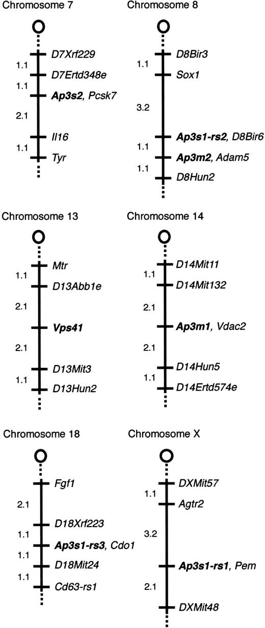 Fig. 6. Chromosomal locations of. / Ap3s2, Ap3m2,Vps41, Ap3m1, andAp3s1-related sequences. Thecno gene does not colocalize with AP-3 complex genes or the mouse homolog of Vps41. The relevant portion of each chromosome is depicted with the centromere toward the top. Loci are listed in order from the centromere. Loci mapping to the same position are listed in alphabetical order. The percentage of recombination between adjacent loci is given to the left of the figure. Missing typings were inferred from surrounding data where assignment was unambiguous. The panel data and references for mapping the other loci are available from The Jackson Laboratory Mapping Resource throughhttp://www.jax.org/resources/documents/cmdata.