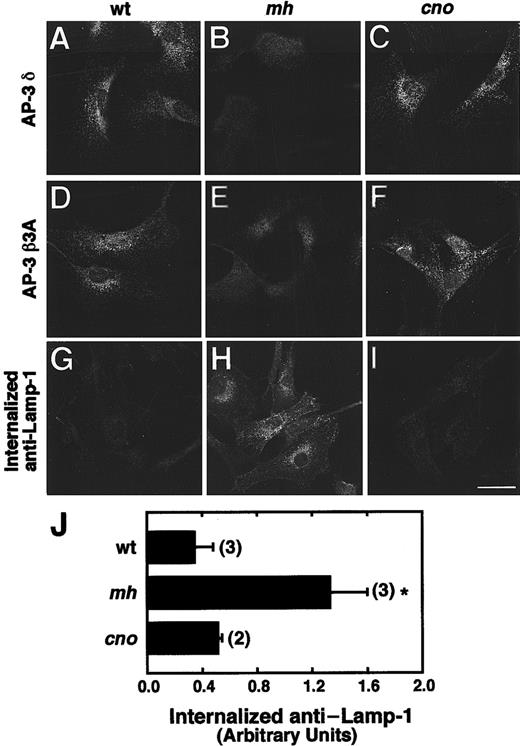 Fig. 7. The distribution of AP-3 proteins and trafficking of LAMP-1 in cno/cno fibroblasts. / The distribution of AP-3 proteins and trafficking of LAMP-1 are normal in cno/cno fibroblasts. (A-F) Immunofluorescence staining of fibroblasts derived from wild-type C3H/HeJ (wt; panels A and D), mocha (mh; panels B and E) and cappuccino (cno; panels C and F) mice, with the use of antibodies to the δ (panels A-C) and β3A (panels D-F) subunits of the AP-3 complex. Note the characteristic punctate pattern of AP-3 in the cytoplasm of wt andcno/cno fibroblasts and its apparent absence frommh/mh fibroblasts. (G-I) Fluorescence microscopy detection of anti–LAMP-1 monoclonal antibody internalized by wt (panel G),mh/mh (panel H) and cno/cno (panel I) fibroblasts for 15 minutes at 37°C. Bar, 20 μm. (J) Quantitation of antibody internalization experiments. The amounts of internalized antibody in samples, prepared as in panels G through I, were estimated by image analysis of 5 randomly selected fields, as described.26Background-corrected values are expressed in arbitrary units of fluorescence per cell (mean ± SD of the number of experiments indicated in parentheses). *P < .01.