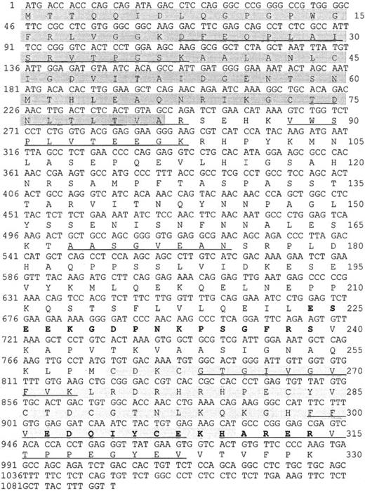 Fig. 1. Nucleotide sequence and deduced amino acid sequence of the human clp36 cDNA from HEL cells. / An ORF within clp36 cDNA consisting of 987 base pair (bp) codes for a protein of 329 amino acid residues. Numbering of nucleotides and amino acid residues is at the left and right margins, respectively. Underlined in the amino acid sequence are 7 peptide sequences obtained by microsequencing of purified human platelet CLP36. Pale shading indicates the PDZ domain, whereas gray shading indicates the LIM domain. The 2 peptides that were selected to generate antipeptide antibodies are displayed in bold.