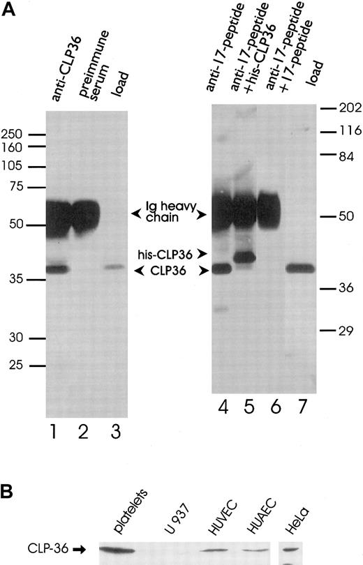 Fig. 2. Immunoprecipitation and immunoblot analysis of CLP36. / (A) Specific immunoprecipitation of platelet CLP36 by 2 different anti-CLP36 antibodies. Platelet lysates (1 mL) were incubated with anti-CLP36 Ig (lane 1), preimmune serum Ig (lane 2), or 15 μg of anti–17-peptide-antibody (lanes 4-6). The addition of 50 μg 17-peptide (lane 6) or 50 μg His-CLP36 (lane 5) to the platelet extract blocked immunoprecipitation of endogenous CLP36. Load (lanes 3 and 7) indicates aliquots of the platelet lysate before immunoprecipitation. Immunoprecipitates were separated by SDS-polyacrylamide gels and immunoblotted with anti-CLP36 Ig. Molecular mass values are given as kd; marker on the left: Rainbow full range (Amersham); marker on the right: Broad range (Biorad). (B) Expression of endogenous CLP36 in various human cell types. Homogenates (250 μg protein) of platelets, the monocytic cell line U937, human umbilical venous endothelial cells (HUVEC), human umbilical arterial endothelial cells (HUAEC), and HeLa cells were separated by SDS-PAGE, blotted, and probed with anti-CLP36 antibody.