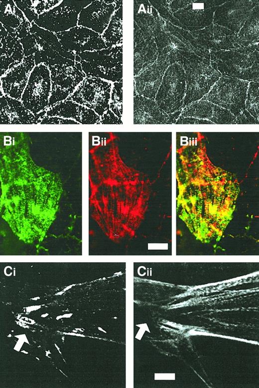 Fig. 5. CLP36 colocalizes with α-actinin but not with vinculin in human endothelial cells. / Shown are double-immunofluorescence micrographs of resting confluent cells (Ai-ii) and migrating cells (Bi-Ci). Note the colocalization of CLP36 (Aii,Bi,Cii) and α-actinin (Ai,Bii) along stress fibers (Biii) and the absence of CLP36 from focal adhesions (arrow in Cii) stained with antivinculin antibody (Ci). Bars, 5 μm (Aii,Bii,Cii).