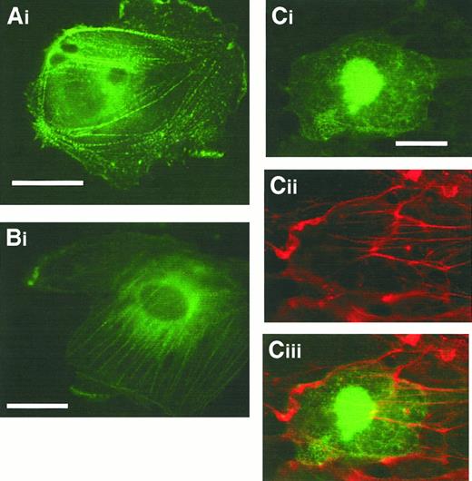 Fig. 6. The N-terminal part of CLP36 containing the PDZ domain and the intervening region but not the LIM domain targets CLP36 to stress fibers. / Fixed migrating human endothelial cells expressing CLP36-EGFP (Ai), CLP36ΔLIM-EGFP (Bi), and CLP36LIM-EGFP (Ci), (Cii) F-actin staining of the cell shown in Ci, (Ciii) overlay. Bars, 20 μm.