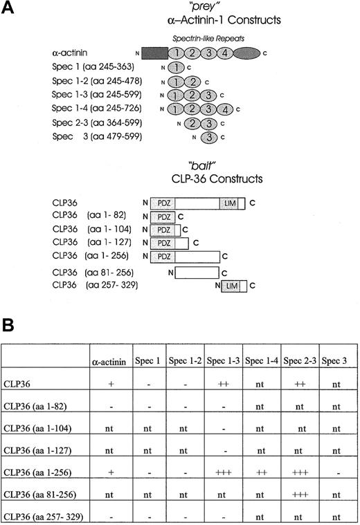 Fig. 8. Mapping of the interacting domains of CLP36 and α-actinin-1 by use of the yeast 2-hybrid system. / (A) CLP36 and α-actinin-1 and their respective domains were constructed and cloned in “bait” and “prey” plasmids. (B) CLP36 (1-256) and CLP36 (81-256) interact strongly with a construct consisting of spectrinlike repeats 2-3 of α-actinin-1. β-Galactosidase activity of each transformant was visualized. The + indicates slow appearance (within 3-4 hours) of light blue colonies, +++ indicates rapid appearance (within 30-60 minutes) of dark blue colonies in the X-Gal assay on Trp−Leu−drop-out medium. The − indicates colonies that are white in the X-Gal screening assay; nt, interaction not tested.