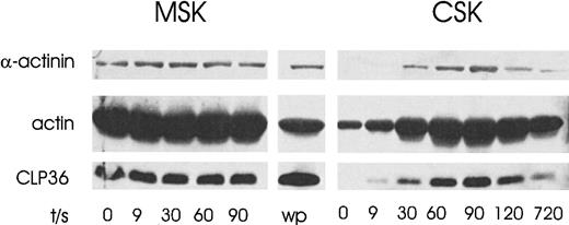 Fig. 9. Coordinate and reversible translocation of CLP36 and α-actinin-1 to the cytoskeleton of activated platelets. / Platelets were activated for various times with the thrombin-receptor activating peptide TRAP (20 μmol/L). The proteins in the cytoskeleton (CSK) and the membrane cytoskeleton (MSK) were separated by SDS-PAGE and immunoblotted using anti-CLP36, antiactin, and anti–actinin-1 antibodies; wp indicates whole platelet proteins.