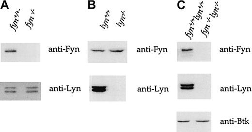 Fig. 2. Immunoblots of lysates fromfyn−/−,lyn−/−, andfyn−/−lyn−/−platelets. / Murine whole-platelet lysates were immunoblotted with anti-Fyn, anti-Lyn, and anti-Btk antisera after 10% sodium dodecyl sulfate–polyacrylamide gel electrophoresis (SDS-PAGE). (A)Fyn−/− platelets express no detectable Fyn but normal levels of Lyn. (B) Conversely, lyn−/−platelets express normal levels of Fyn but not Lyn. (C)Fyn−/−lyn−/− express neither Fyn nor Lyn but normal amounts of Btk. The traces are representative of 5 to 20 experiments.