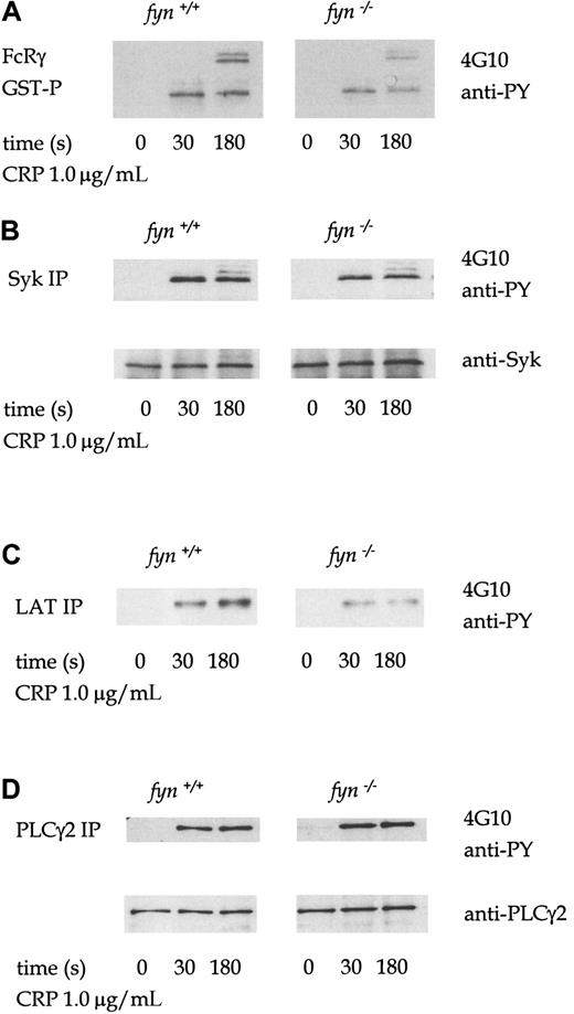 Fig. 3. Tyrosine phosphorylation in CRP-stimulated wild-type andfyn−/− platelets. / Murine platelets were treated with 1 mmol/L EGTA and 10 μmol/L indomethacin for these experiments. Antiphosphotyrosine immunoblots show that CRP (1.0 μg/mL)-induced tyrosine phosphorylation of FcRγ chain (A), Syk (B), LAT (C), and PLCγ2 (D) in wild-type andfyn−/− platelets. FcRγ chain was precipitated using GST fusion protein of the tandem SH2 domains of Syk. We were unable to obtain a reprobe for LAT from LAT immunoprecipitations because the antibody could not be readily used for Western blotting for murine platelets. The results are representative of 3 to 5 experiments. Wild-type and knockout samples were obtained from experiments run in parallel. Results shown in each panel in A are from samples resolved on the same gel and are from the same exposure on the same film. This also applies to B-D.