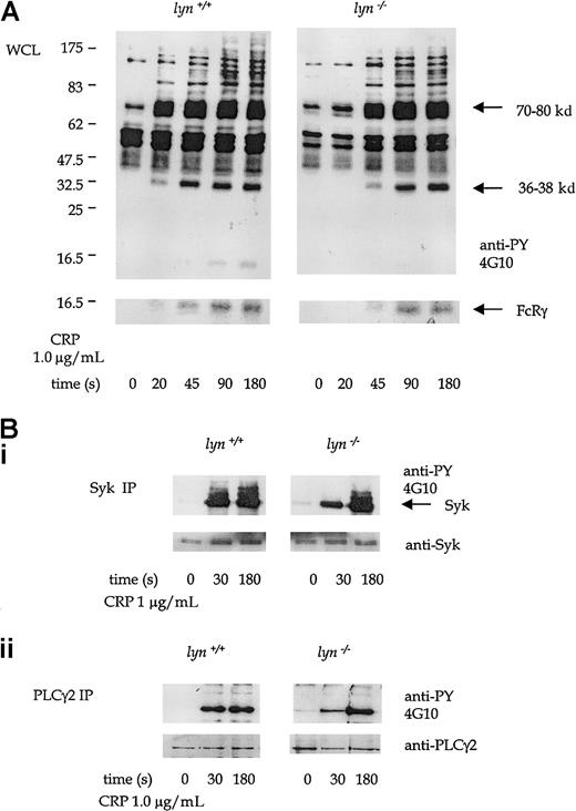 Fig. 6. Tyrosine phosphorylation in CRP-stimulated wild-type andlyn−/− platelets. / (A) Antiphosphotyrosine immunoblots show whole-platelet tyrosine phosphorylation stimulated by CRP (1.0 μg/mL) from 20 to 180 seconds in wild-type and lyn−/− platelets. Regions known to comigrate with Syk (70-80 kd), LAT (36-38 kd), and FcRγ chain (14-16 kd) are indicated. (B) Immunoprecipitates of Syk (i) and PLCγ2 (ii) immunoblotted with antiphosphotyrosine mAb in wild-type and lyn−/− platelets at 30 and 180 seconds. Results are representative of 4 experiments. Wild-type and knockout samples were obtained from experiments run in parallel. Results shown in both panels are from samples resolved on the same gel and are from the same exposure on the same film.
