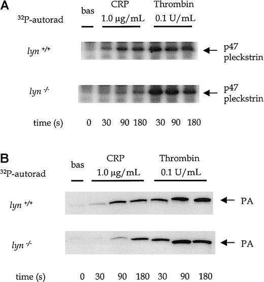 Fig. 7. PLC activation in wild-type andlyn−/− platelets. / Phosphorylation of pleckstrin and formation of phosphatidic acid were measured over time from 0 to 180 seconds after the addition of an agonist in platelets treated with 1 mmol/L EGTA and 10 μmol/L indomethacin. The autoradiographs show pleckstrin phosphorylation (A) and phosphatidic acid production (B) stimulated by CRP (1.0 μg/mL) and thrombin (0.1 U/mL) in wild-type and lyn−/−platelets compared with wild type. Results are representative of 4 experiments.