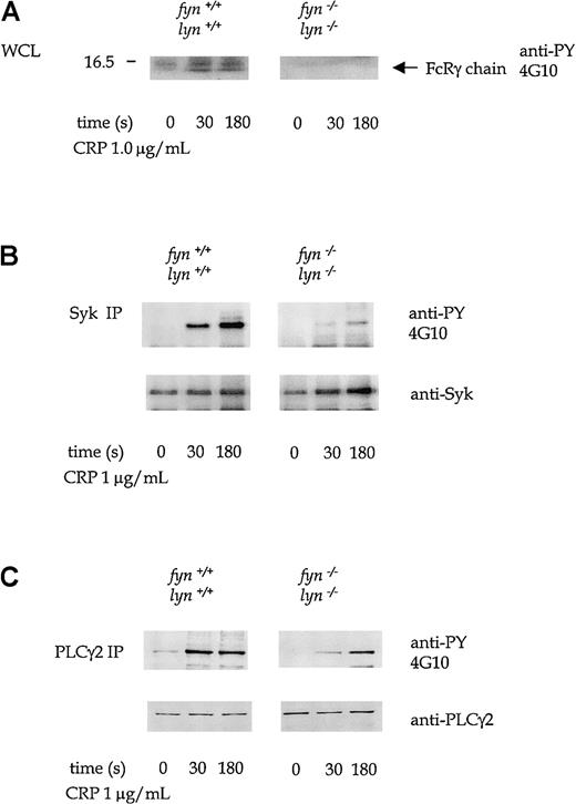 Fig. 9. CRP-stimulated tyrosine phosphorylation in wild-type andfyn−/−lyn−/−platelets. / Platelets in this experiment were treated with 1 mmol/L EGTA and 10 μmol/L indomethacin. (A) Antiphosphotyrosine immunoblots show tyrosine phosphorylation at 0, 30, and 180 seconds in CRP (1.0 μg/mL)-stimulated wild-type andfyn−/−lyn−/− platelets. The 12- to 14-kd band corresponds to the FcRγ chain. Phosphorylation of Syk (B) and PLCγ2 (C), measured after immunoprecipitation from platelets stimulated as in panel A. Results are representative of 3 experiments. Wild-type and knockout samples were obtained from experiments run in parallel. Results shown in each panel of A are from samples resolved on the same gel and are from the same exposure on the same film. This also applies to B-D.
