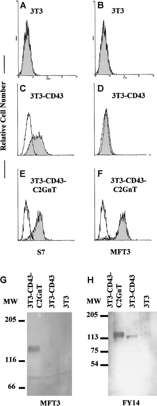 Fig. 7. Induction by C2GnT of expression of the 130-kd CD43 glycoform in CD43 transfectant cells. / BALB/3T3 (3T3) fibroblastic cell lines (A,B) were transfected with CD43 cDNA (C,D) or cotransfected with CD43 and C2GnT cDNA (E,F). Stable transfectant cell lines were stained with S7 or MFT3 mAb followed by FITC-MAR18.5 and analyzed on a FACScan. The shaded histogram shows results from staining with the first mAb; and the open histogram, results from staining without the first mAb. Lysate from transfectant cell lines was subjected to SDS-PAGE (6% polyacrylamide gels), and Western blotting was performed with MFT3 mAb or FY14 mAb (IgG2a). The protein signals were detected by alkaline phosphatase–conjugated goat antirat IgG followed by 5-bromo-4-chloro-3-indolyl phosphate/nitro blue tetrazolium reagent (G) or by peroxidase-conjugated goat antirat immunoglobulin followed by enhanced chemiluminescence reagent (H).