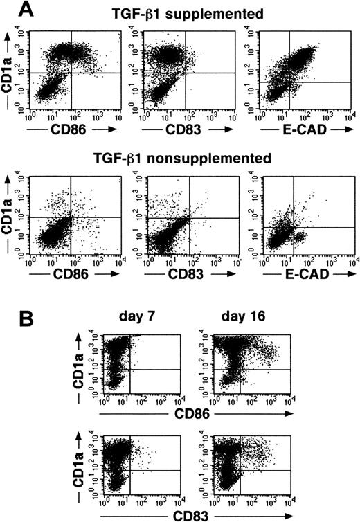 Fig. 1. Cells generated in the presence of TGF-β1 show specific features of immature epidermal LCs. / (A) Purified CD34+ cells were cultured for 14 days in defined serum-free medium supplemented with the cytokines GM-CSF plus TNFα, SCF, and FL in the presence or absence of TGF-β1. Day 14–generated cells were harvested and analyzed for the expression of informative molecules. Diagrams show the correlated expression of CD1a versus CD86, CD83, or E-cadherin, respectively, by generated cells in the presence or absence of TGF-β1. (B) Time kinetics analysis of cells generated in cultures of CD34+ cells supplemented with the cytokines TGF-β1 plus GM-CSF, TNFα, SCF, and FL. Diagrams show combined staining of parallel cultures harvested at day 7 or 16 for CD1a versus CD86 or CD83 expression, respectively. Markers were set according to negative control staining.
