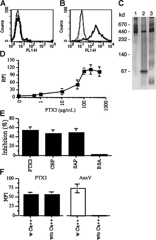 Fig. 1. The long pentraxin PTX3 specifically binds to Jurkat cells after apoptosis induction. / Jurkat leukemia cells, either untreated (A) or after CD95 cross-linking (6 hours) (B), were incubated with biotinylated PTX3 (50 μg/mL). Bound PTX3 was revealed by addition of FITC-streptavidin (solid profiles). The background fluorescence in the absence of biotinylated PTX3 is also reported (light profiles). (C) Biotinylated PTX3 was separated on a 5% to 10% native PAGE and stained with silver nitrate. Lanes are as follows: (1) biotinylated PTX3, (2) conditioned medium from cells transfected with PTX3, (3) purified PTX3. Molecular weight markers are indicated on the left. (D) Jurkat cells undergoing CD95-triggered apoptosis were treated with increasing concentrations (x-axis) of biotinylated PTX3, and the extent of the binding was assessed by flow cytometry after addition of FITC-streptavidin. Results are expressed as relative fluorescence intensity (RFI) (y-axis), calculated by dividing the mean fluorescence intensity in the presence of PTX3 and FITC-streptavidin with that obtained in the presence of FITC-streptavidin alone. (E) Jurkat cells were preincubated with unlabeled PTX3, CRP, SAP, or BSA (500 μg/mL) before addition of biotinylated PTX3 and FITC-streptavidin and analysis by flow cytometry. Results are expressed as inhibition percentage, calculated as described in “Materials and methods.” (F) Binding of PTX3 (50 μg/mL) and FITC–annexin V (5 μg/mL) to apoptotic Jurkat cells was performed in the presence or absence of divalent cations. Results are expressed as mean fluorescence intensity (MFI).