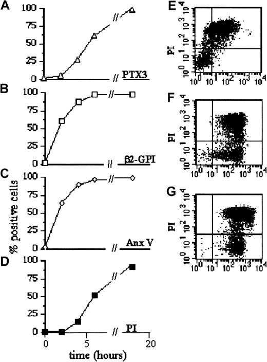 Fig. 3. Pentraxin binding depends on the phase of apoptosis. / Jurkat cells were committed to undergo apoptosis by CD95 cross-linking. The percentage of cells that bound to biotinylated PTX3 (A), to β2-GPI (B), to FITC–annexin V (C), and to PI (D) was assessed by flow cytometry (see “Materials and methods”) at different times after apoptosis induction (panels A-D, x-axis). The ability of cells that bound to PTX3 (green fluorescence, panel E, x-axis), to the PS-binding plasma cofactors β2-GPI (green fluorescence, panel F, x-axis), or to annexin V (green fluorescence, panel G, x-axis) to exclude PI (panels E-G, red fluorescence, y-axis) was assessed by double parametric flow cytometry after 5 hours of treatment with the anti-CD95 monoclonal antibody.