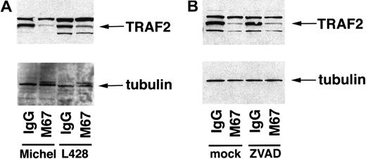Fig. 5. CD30 mediates the reduction of TRAF2 in ALCL and HD cells. / (A) Michel and L428 cells were incubated with the immobilized CD30 agonistic antibodies M67 or isotype control antibodies. Cells were harvested 12 hours later and standardized for protein levels, and TRAF2 and β-tubulin were detected by immunoblot analysis as described in “Materials and methods.” Michel lysates (16 μg) and L428 lysates (26 μg) were loaded in the indicated lanes. (B) Michel cells were preincubated with either a media control or ZVAD-fmk (50 μmol/L) before incubation with the immobilized CD30 agonistic antibodies M67 or isotype control antibodies. Cells were harvested 12 hours later and standardized for protein levels, and TRAF2 and β-tubulin were detected by immunoblot analysis as described in “Materials and methods.” Michel lysates (12.3 μg) were loaded in the indicated lanes.