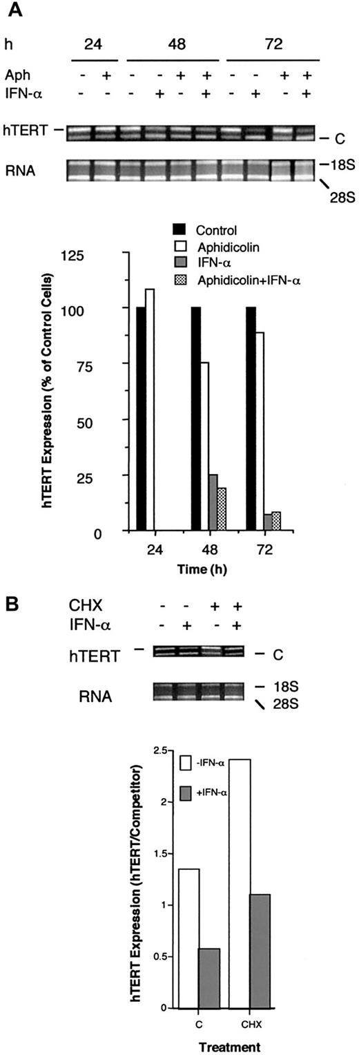 Fig. 2. Effects of aphidicholine and CHX on IFN-α–mediated down-regulation of hTERT levels. / (A) Exponentially growing Daudi cells were cultured in the presence or absence of aphidicholine (1 μmol/L) for 24 hours, and the cells were then further treated with either aphidicholine alone or aphidicholine plus IFN-α for an additional 24 and 48 hours. (B) Exponentially growing U266 cells were cultured in the presence or absence of CHX (50 μg/mL) for 15 minutes, after which the cells were treated with either CHX alone or CHX plus IFN-α for an additional 4 hours. Data shown are representative of 3 independent experiments. C denotes the competitor band.