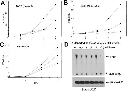 Fig. 3. Effect of PI 3-kinase inhibitors on the proliferation of NPM-ALK–transformed cells. / Bcr-Abl–transformed Ba/F3 (A), NPM-ALK–transformed Ba/F3 (B), and parental Ba/F3 cells cultured in the presence of IL-3 (C) were incubated with wortmannin (●, 100 nmol/L; ▴, 300 nmol/L) or with DMSO as control (▪) with daily addition of wortmannin and DMSO. The Bcr-Abl– and NPM-ALK–transformed Ba/F3 cells were cultured without IL-3. The number of viable cells was determined by trypan blue staining at the days indicated. Results are representative of at least 3 independent experiments. (D) PI 3-kinase activity was measured as described in the legend to Figure 2 at the time points indicated in NPM-ALK–transformed Ba/F3 cells treated with 300 nmol/L wortmannin. After 24 hours, wortmannin was readded, and PI 3-kinase activity determined after 2 additional hours. The lower panel shows equal expression of NPM-ALK in all cell lysates tested.