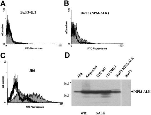Fig. 6. Wortmannin induces apoptosis in NPM-ALK–transformed cells. / Parental Ba/F3 (A), NPM-ALK–transformed Ba/F3 (B), and the ALCL cell line JB6 (C) were incubated with 300 nmol/L wortmannin (░) or DMSO as control (■) for 3 days, with daily addition of wortmannin and DMSO. The Ba/F3 cells were cultured with murine IL-3 as growth factor. The exposed 3′-OH ends of DNA fragments generated in response to apoptotic signals were FITC-fluorescein–labeled by terminal deoxynucleotidyl transferase (TdT). Results were evaluated using a flow cytometer. The expression of NPM-ALK in cells established from patients with LCAL (JB6, Karpas299, SUP-M2, SU-DHL1) and in parental Ba/F3 cells and Ba/F3 cells expressing NPM-ALK was shown by anti-ALK immunoblot (D).