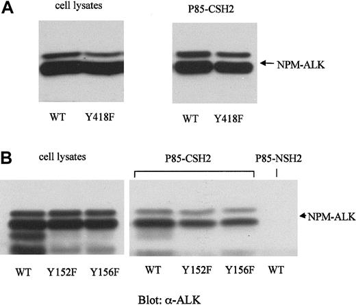 Fig. 8. Mutations of the potential p85-binding site (Y418) and the binding site for IRS-1 (Y152 and Y156) have no effect on the binding of NPM-ALK with the p85-CSH2 domain. / Mutants of NPM-ALK were generated by site-directed mutagenesis as described in “Materials and methods.” The wild-type or mutated NPM-ALK constructs were transfected into Ba/F3 cells and stably selected by G418. The expression levels of the different NPM-ALK constructs were demonstrated by anti-ALK immunoblotting of the total cell lysates (A and B, left panels). For each binding experiment, 5 × 106 Ba/F3 cell lysates were incubated with p85-CSH2 or p85-NSH2 GST-fusion protein for 1 hour at 4°C. The bound protein complexes were collected with glutathione-beads, washed thoroughly, and resolved by 7.5% SDS-PAGE. Immunoblotting was performed with anti-ALK antibody (A and B, right panels).