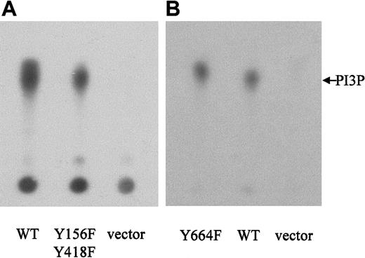 Fig. 9. NPM-ALK-Y156F-Y418F and NPM-ALK-Y664F retain the ability to activate PI 3-kinase. / Ba/F3 cells were stably transfected with WT-NPM-ALK, NPM-ALK tyrosine-to-phenylalanine mutants, as indicated, or pCDNA3 vector only. PI 3-kinase activity was measured by incubation of antiphosphotyrosine (4G10) immunoprecipitates with phosphatidylinositol and32P-γ-ATP. 32P-labeled–enzymatic products of PI 3-kinase were separated by TLC on a silica gel plate and visualized by autoradiography.