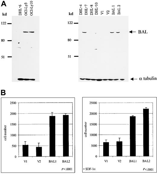 Fig. 5. The effects of BAL overexpression on cellular migration. / (A) Western blot analysis of BAL expression in aggressive B-cell lymphoma cell lines (DHL-6, OCI-Ly3, OCI-Ly10, DHL-4, DHL-7, DHL-8, and DHL-10) and stable pRcCMV-only or pRcCMV-BAL B-cell lymphoma transfectants. An antiserum generated against the BAL C-terminus recognizes the expected approximately 88 kd BAL protein, which is most abundant in the OCI-Ly3, OCI-Ly10, and DHL-7 cell lines. The BAL antiserum recognizes the expected approximately 88 kd BAL protein in pRcCMV-BAL but not pRcCMV-only transfectants. The blot was also probed with anti-tubulin to confirm equal loading. (B) Transwell migration assays of BAL-overexpressing or vector-only B-cell lymphoma transfectants. Two independent pRcCMV-only and pRcCMV-BAL transfectants were evaluated for migration through a separating 8-μm membrane into lower transwell chambers that contained medium alone or medium supplemented with SDF-1α. The results are represented as the mean number of cells that have migrated to the lower chamber in presence or absence of recombinant human SDF-1α (right and left panels respectively). BAL-overexpressing transfectants had approximately 4-fold higher rates of migration than vector-only transfectants in either the presence or absence of SDF-1α (P < .0001, Student 1-sided ttest).