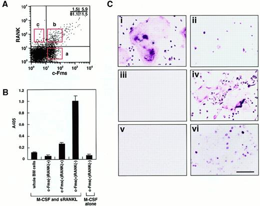 Fig. 1. Characterization of osteoclast precursor cells. / (A) Bone marrow mononuclear cells were subdivided into 3 fractions: c-Fms+RANK−, c-Fms+RANK+, and c-Fms−RANK+ cells. Isolated osteoclast precursor cells were cultured with M-CSF alone or M-CSF and sRANKL for 6 days and subjected to TRAP-solution assay (B) or TRAP staining (C). Note that the TRAP activity was greatest in c-Fms+RANK− cells cultured with M-CSF and sRANKL (panel B). Large numbers of multinuclear TRAP+ cells were observed among c-Fms+RANK− cells (i), but only mononuclear TRAP+ cells developed from c-Fms+RANK+ cells (ii), and c-Fms−RANK+ cells did not proliferate in this culture (iii). (iv) Many multinuclear TRAP+ cells were also observed when 10 times more c-Fms+RANK+ cells were cultured. (v) c-Fms+RANK− cells cultured with M-CSF alone were TRAP−. (vi) A significant reduction in the frequency of TRAP+ cells and multinuclear cell formation was observed in methylcellulose medium compared to liquid culture in the presence of M-CSF and sRANKL. The bar indicates 100 μm.