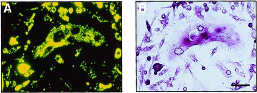 Fig. 4. Bipotential differentiation activity of osteoclast precursor cells cultured in methylcellulose. / A cultured osteoclast visualized (A) with a fluorescence microscopy and (B) by TRAP staining. After 6 days of culture with M-CSF and sRANKL, c-Fms+RANK− cells were incubated with fluorescence-labeled latex beads for 4 hours. After removal of the free latex beads, cells were cultured with M-CSF and sRANKL for 6 days. Note that precursor cells containing latex beads were able to differentiate into multinuclear osteoclasts that were positive for TRAP. The bar indicates 50 μm.