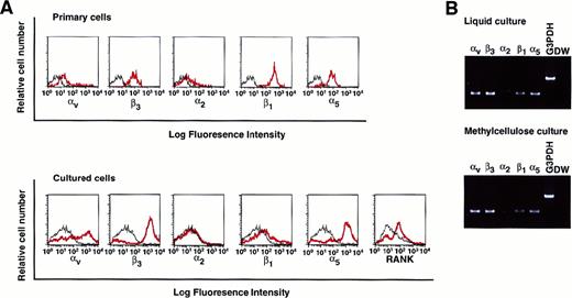 Fig. 5. Analysis of the expression of various integrins on freshly isolated c-Fms+RANK− cells or cultured cells. / (A) Freshly isolated c-Fms+RANK− cells or colony cells derived from c-Fms+RANK− cells cultured with M-CSF and sRANKL for 6 days were stained with anti-αvβ3, anti-α2, anti-β1, and anti-α5 integrin antibodies or anti-RANK antibody, and expressions of integrins were analyzed by FACS. Red lines show the expression of integrins or RANK, and black lines show the isotype-matched control. (B) Expressions of αv, β3, α2, β1, and α5 integrins were examined by RT-PCR in cells cultured in liquid or methylcellulose for 6 days in the presence of M-CSF and sRANKL.