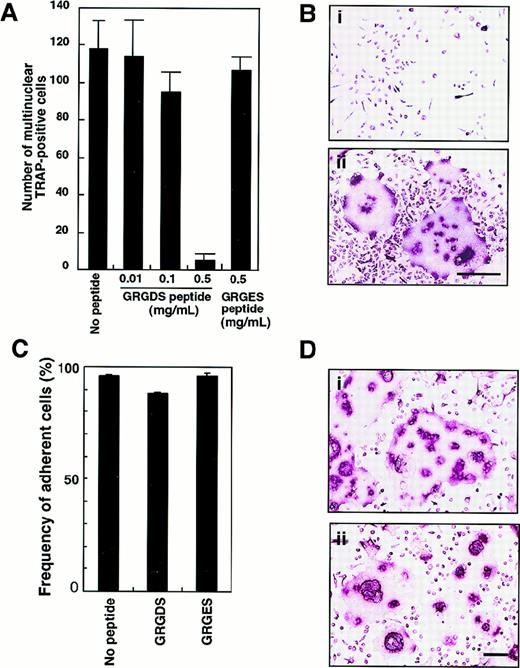 Fig. 6. Inhibition of multinuclear osteoclast formation by GRGDS peptide. / (A) c-Fms+RANK− cells were cultured in the presence of M-CSF and sRANKL with various concentration of GRGDS peptide or 0.5 mg/mL GRGES peptide for 6 days and stained with TRAP. The number of multinuclear TRAP+ cells was scored. (B) Osteoclast precursor cells (× 103) were cultured in the presence of M-CSF and sRANKL with 0.5 mg/mL (a) GRGDS peptide or (b) GRGES peptide for 6 days and stained with TRAP. Note that all cells were TRAP+ in the presence of GRGDS peptide; however, a marked decrease in the cell density and multinuclear cells was observed with GRGDS. The bar indicates 50 μm. (C) c-Fms+RANK− cells were cultured in the presence of M-CSF and sRANKL with either 0.5 mg/mL GRGDS peptide, 0.5 mg/mL GRGES peptide, or without peptide for 8 hours, then the number of adherent cells was scored. Note that initial attachment was not affected by GRGDS peptide. (D) A large number of c-Fms+RANK− cells (1 × 104) were cultured in the presence of M-CSF and sRANKL with 0.5 mg/mL (a) GRGES peptide or (b) GRGDS peptide for 4 days. The cell fusion was observed even in the presence of GRGDS in this case. The bar indicates 100 μm.