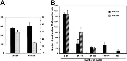 Fig. 7. Effect of GRGDS peptide or blocking antibody against αv integrin on cell-to-cell fusion. / Large numbers of c-Fms+RANK− cells (104 cells per well) were cultured in the presence of M-CSF and sRANKL with 0.5 mg/mL GRGDS or GRGES peptide, and TRAP staining was performed on day 4. (A) The numbers of multinuclear TRAP+cells and nuclei in multinuclear cells were determined. ▪, multinuclear TRAP-positive cells; ░, average number of nuclei. (B) Distribution of the number of nuclei in multinuclear TRAP+cells. Note that the number of giant cells containing more than 100 nuclei was significantly reduced in the presence of the GRGDS peptide compared with the control.