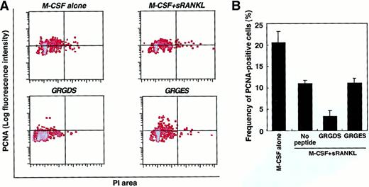 Fig. 8. Proliferative activity of osteoclast progenitor cells. / (A) c-Fms+RANK− cells were cultured in the presence of M-CSF alone or M-CSF and sRANKL together with 0.5 mg/mL GRGDS or GRGES peptide for 48 hours. Then the DNA content (PI, x axis) and the expression of PCNA (y axis) were analyzed. (B) The frequency of PCNA+ cells was quantified by comparison with an isotype-matched control. Aggregated cells were excluded by PI gate. The percentage of PCNA+ cells was reduced in the presence of sRANKL and by addition of the GRGDS peptide.