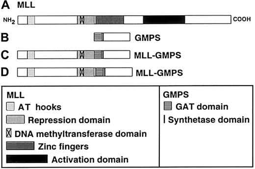 Fig. 2. Schematic of putative MLL-GMPS chimeric oncoproteins. / (A) The 3969-amino acid (aa) MLL protein contains an AT hook DNA-binding motif (aa 170-310), a repression domain (aa 1101-1400), a DNA methyltransferase domain (aa 1153-1219), zinc fingers (aa 1434-1917), and an activation domain (aa 2340-3123).2122(B) The 693-aa GMPS protein contains a GAT domain (aa 1-215) and a synthetase domain (aa 244-250)1014 (GenBank accession no.P49915). (C) Predicted 2090-aa fusion protein resulting fromMLL exon 7-GMPS-fusion transcript. (D) Predicted 2128-aa fusion protein resulting from MLL exon 8-GMPS-fusion transcript. The MLL AT hook motif, repression domain and DNA methyltransferase domain, and the GMPS GAT and synthetase domains are retained in the chimeric oncoproteins; the zinc fingers and activation domain of MLL would not be retained.