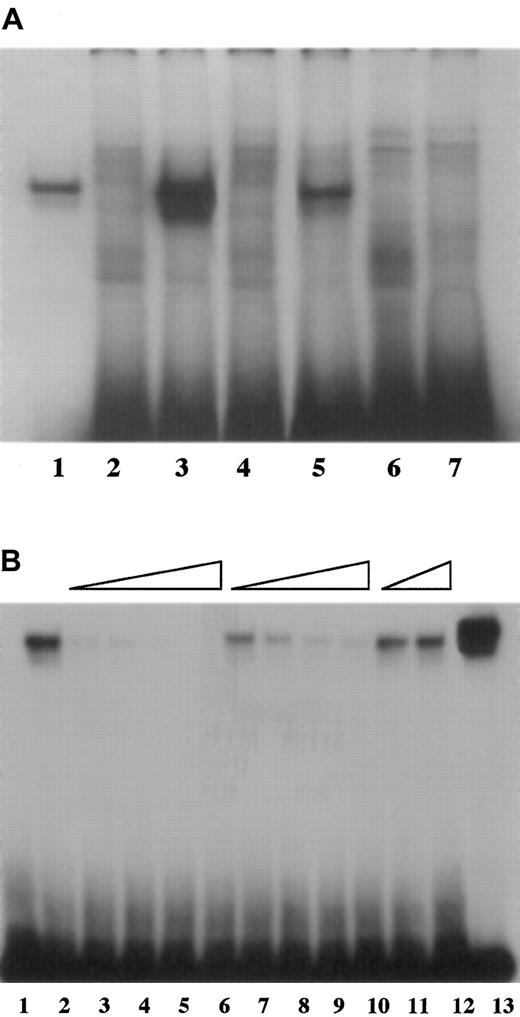 Fig. 1. Binding of fVII oligonucleotides. / (A) The −55 C to T mutation diminished binding of HNF4 to fVII promoter sequence. A radiolabeled WT oligonucleotide encompassing the HNF4 binding site (−77 to −47 base pairs prior to the translation start site) in the human fVII promoter region showed binding to HNF4 protein prepared by in vitro transcription/translation (lane 3), and corresponding oligonucleotides having the −55 mutation (MT55, lane 5) or the −61 mutation (MT61, lane 7) showed weaker and undetectable binding, respectively. All 3 oligonucleotides bound nonspecifically to components of the mock transcription/translation reaction mixture (lanes 2, 4, 6), which migrated to various different positions on the gel. The binding reaction with a control oligonucleotide (the HNF4 binding site from the ApoCIIIB promoter) is shown in lane 1. The amounts of WT, MT55, and MT61 oligonucleotides used per lane were identical, but less control oligonucleotide was used to compensate for its comparatively strong binding to HNF4. (B) Competition assays show specificity of binding to HNF4. The radiolabeled WT oligonucleotide bound to HNF4 prepared by in vitro transcription/translation (lane 2), and binding was subject to competition by inclusion of increasing concentrations of unlabeled WT oligonucleotide (5 ×, 10 ×, 50 ×, and 100 × relative to the concentration of the labeled oligonucleotide, lanes 3-6 successively). There was also competition, though less effective, by unlabeled MT55 oligonucleotide (10 ×, 50 ×, 100 ×, and 200 ×, lanes 7-10 successively) but not at all by unlabeled MT61 oligonucleotide (100 × and 200 ×, lanes 11 and 12). Binding of the control ApoCIIIB-labeled oligonucleotide to the HNF4 protein is shown in lane 13, and binding between the WT fVII probe and components of the mock transcription/translation reaction mixture is shown in lane 1.