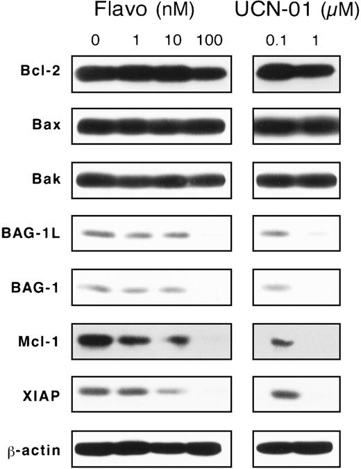 Fig. 2. Flavopiridol and UCN-01 down-regulate antiapoptotic proteins. / Representative immunoblot data show down-regulation of antiapoptosis proteins by kinase inhibitors. B-CLL cells were cultured with or without 0.1 μmol/L flavopiridol or 1 μmol/L UCN-01 for 2 days. Whole cell lysates were then prepared, normalized for protein content (25 μg), and subjected to SDS-PAGE/immunoblot analysis with the use of antibodies specific for Bcl-2, Mcl-1, Bax, Bak, BAG-1, XIAP, and β-actin with ECL-based detection. Data illustrate a representative B-CLL sample and are derived from a single blot by means of the MAD immunoblotting method. Note that B-CLLs express both long (BAG-1L) and short (BAG-1) isoforms of BAG-119 and that both were down-regulated by kinase inhibitors.