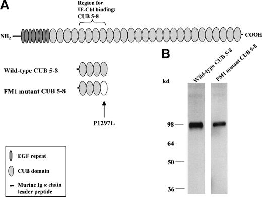 Fig. 1. Mammalian expression of the IF–Cbl-binding region of wild-type and FM1 mutant cubilin. / (A) The modular protein organization of human cubilin (460 kd) and the IF–Cbl-binding region (cubilin CUB domains 5-8, amino acid 928-1386) expressed in CHO cells stably transfected with miniconstructs of human cubilin cDNA. The region was expressed in 2 variants, the wild-type CUB 5-8 region and the corresponding FM1 mutant form containing the P1297L mutation. (B) Western blotting of the conditioned CHO cell medium containing the 2 analogues of the CUB 5-8 region. The estimated size (approximately 95 kd) of the proteins indicates that glycosylation accounts for approximately 40% of the mass.