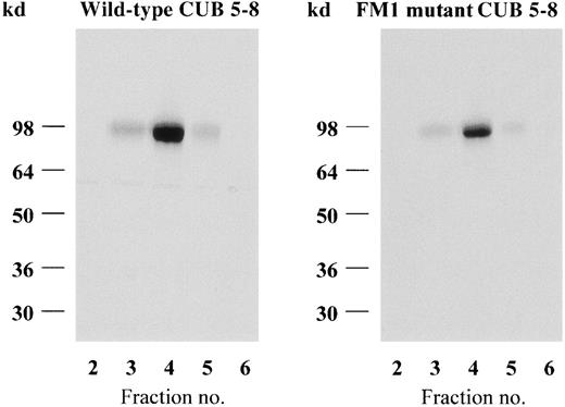 Fig. 2. Elution profiles of IF–Cbl-purified wild-type and FM1 mutant CUB 5-8 proteins. / Nonreducing SDS–PAGE (silver staining) of the eluted fractions.