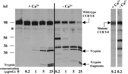 Fig. 3. Proteolytic digestion of the wild-type and FM1 mutant CUB 5-8 proteins. / Analysis by reducing SDS–PAGE and silver staining. The left panel shows the degradation of the wild-type CUB 5-8 protein with various concentrations of trypsin in the presence (−Ca++) and absence (+Ca++) of EDTA. The weak band at the position of the asterisk is not a proteolytic degradation product, as seen in the first lane. The right panel shows the similar effect of trypsin on the FM1 mutant CUB 5-8 protein.