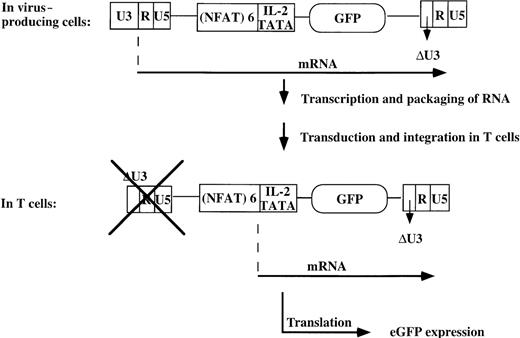 Fig. 1. The SIN-(NFAT)x-GFP retroviral construct. / The SIN-(NFAT)x-GFP–retroviral vector contains a puromycin resistance gene for selection purposes, and EBNA sequences to maintain high copy numbers of the transfected construct in the amphotropic producer line Phoenix, enabling the production of high titer viral supernatants. Transduction of target T cells with the retrovirus, containing the 5′LTR-(NFAT)x-GFP-3′LTR only, ensures that expression of the reporter gene is dependent on binding of transcription factors to the multiple NFAT-binding sites, because an introduced deletion in the U3 region of the 3′LTR (which, on integration, will function as the upstream LTR) prevents promoter activity of this LTR. Thus only activation of the T cell will lead to expression of GFP. eGFP, enhanced EFP.