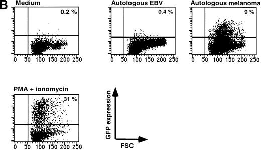 Fig. 4. Expression of GFP in JS136 and melanoma-specific T cell clone. / (A) Induction of GFP expression in T-cell clone JS136 transduced with SIN-(NFAT)6-GFP by its specific target JY is inhibited by anti–HLA-DR antibodies. JS136 T cells transduced with the reporter construct SIN-(NFAT)6-GFP were incubated with JY target cells in the presence or absence of anticlass I (W6/32) or class II (anti–HLA-DQ or -DR) antibodies. Indicated is the percentage of GFP positive T cells after an overnight incubation with JY target cells. Non-JY EBV-B targets were used as negative controls and did not induce GFP expression (data not shown). Stimulation of cells with PMA and ionomycin served as a positive control. Shown are representative data from 3 independent experiments. (B) Melanoma cells induce expression of GFP in a Mart1/MelanA specific CD8+ T-cell clone. Melanoma specific T cells transduced with the reporter construct SIN-(NFAT)6-GFP were incubated with autologous melanoma cells or EBV-B cells. Indicated is the percentage of GFP positive cells. Stimulation of cells with PMA and ionomycin served as a positive control. Shown are representative data from 2 independent experiments.