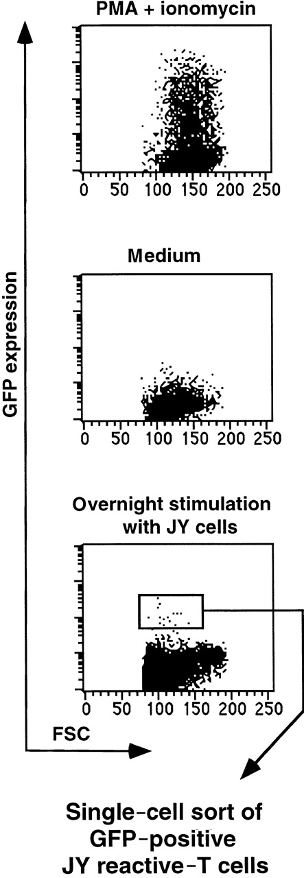 Fig. 5. Isolation of viable alloantigen specific T cells from a heterogeneous T-cell pool. / Donor (W.B.O.)-derived unfractionated T cells transduced with SIN-(NFAT)6-GFP were incubated overnight with JY cells as stimulators at a ratio of 1:1. T cells expressing GFP were sorted by means of flow cytometry and subsequently cloned at a single cell per well. As controls, we incubated T cells in medium in the presence or absence of PMA and ionomycin. All cells within the life gate are shown. Transduction efficiency was 30%. The percentage of GFP positive cells in the gate used to sort was approximately 0.2% to 0.3%.