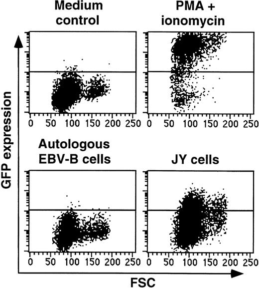 Fig. 6. Up-regulation of GFP in T-cell clone 84 after stimulation with JY target cells. / T cells of W.B.O. clone 84, which is noncytolytic and nonproliferative toward JY cells, were incubated in medium alone, or together with autologous EBV-B cells or with JY cells. Shown is the up-regulation of GFP after an overnight incubation. Gates were set to exclude CD20+ B cells.