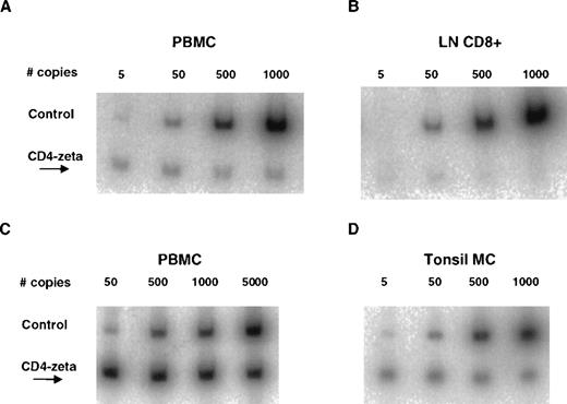 Fig. 3. Comparison of CD4/CD3-ζ DNA copy number obtained from PBMC and lymphoid tissue by quantitative competitive PCR. / (A) PBMC sample (142 copies/million cells) and (B) lymph node purified CD8+ cell fraction (below the limits of quantitation) obtained from 1 patient 10 weeks after an infusion of 109CD4/CD3-ζ–modified CD8+ T cells. Similar data are shown in panel C for PBMC (> 5000 copies/million cells) and in panel D for unfractionated mononuclear cells (MC) from tonsillar tissue (567 copies/million cells) for a different patient 2 weeks after an infusion of 1010 CD4/CD3-ζ–modified CD4+ and CD8+ T cells. The e+ cell line, which contains 10 copies of the CD4/CD3-ζ gene with a 102-base-pair DNA insert per cell, was used for standardization.