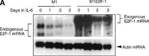 Fig. 1. E2F-1 expression and activity in M1 and M1E2F-1 cells untreated and treated with IL-6. / (A) E2F-1 mRNA expression in IL-6–treated M1 and M1E2F-1 cells. Cells were collected at the indicated times after IL-6 treatment and total RNA was extracted. The RNA (10 μg per lane) was resolved on a 1% agarose gel and transferred to a nylon membrane. The RNA blot was then hybridized to a 32P-labeled murine E2F-1 probe. Equal loading of RNA in each lane was confirmed both by visualizing equal intensity of ethidium bromide staining of ribosomal RNA bands and by hybridization of the Northern blot with radiolabeled β-actin probe. (B) E2F-1 protein expression in M1 and M1E2F-1 cells after IL-6 treatment. Cell lysates were prepared at the indicated time points after addition of IL-6 as described in “Materials and methods.” Fifty micrograms of protein per sample were electrophoretically fractionated on a 10% polyacrylamide gel and transferred to a PVDF membrane. The blot was then probed with an antimurine E2F-1 polyclonal antibody (Santa Cruz Biotech Inc, diluted 1:1000). Signals were developed by using the enhanced chemiluminescence (ECL) Western blotting system (Amersham). (C) E2F transcriptional activity in untreated and IL-6–treated M1 and M1E2F-1 cell lines. Cells were seeded at a density of 0.5 × 106 cells/mL and 24 hours later were transfected with wt-E2F-Luc or mut-E2F-Luc luciferase reporter plasmids containing 3 tandem copies of wild-type or mutant E2F-1 binding sites, respectively; described in Krek et al.11 The cells were then incubated in the absence or presence of 50 ng/mL IL-6 and were harvested at 1-day intervals (day 0 to day 3). They were lysed in reporter lysis buffer and the resulting cell extract was used to measure luciferase activity in a Lumat LB 9501 luminometer after normalizing for transfection efficiency (described in “Materials and methods”).