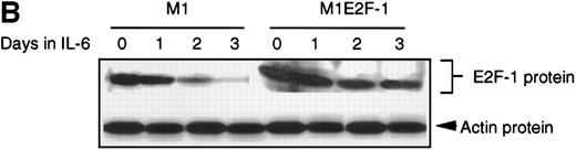 Fig. 1. E2F-1 expression and activity in M1 and M1E2F-1 cells untreated and treated with IL-6. / (A) E2F-1 mRNA expression in IL-6–treated M1 and M1E2F-1 cells. Cells were collected at the indicated times after IL-6 treatment and total RNA was extracted. The RNA (10 μg per lane) was resolved on a 1% agarose gel and transferred to a nylon membrane. The RNA blot was then hybridized to a 32P-labeled murine E2F-1 probe. Equal loading of RNA in each lane was confirmed both by visualizing equal intensity of ethidium bromide staining of ribosomal RNA bands and by hybridization of the Northern blot with radiolabeled β-actin probe. (B) E2F-1 protein expression in M1 and M1E2F-1 cells after IL-6 treatment. Cell lysates were prepared at the indicated time points after addition of IL-6 as described in “Materials and methods.” Fifty micrograms of protein per sample were electrophoretically fractionated on a 10% polyacrylamide gel and transferred to a PVDF membrane. The blot was then probed with an antimurine E2F-1 polyclonal antibody (Santa Cruz Biotech Inc, diluted 1:1000). Signals were developed by using the enhanced chemiluminescence (ECL) Western blotting system (Amersham). (C) E2F transcriptional activity in untreated and IL-6–treated M1 and M1E2F-1 cell lines. Cells were seeded at a density of 0.5 × 106 cells/mL and 24 hours later were transfected with wt-E2F-Luc or mut-E2F-Luc luciferase reporter plasmids containing 3 tandem copies of wild-type or mutant E2F-1 binding sites, respectively; described in Krek et al.11 The cells were then incubated in the absence or presence of 50 ng/mL IL-6 and were harvested at 1-day intervals (day 0 to day 3). They were lysed in reporter lysis buffer and the resulting cell extract was used to measure luciferase activity in a Lumat LB 9501 luminometer after normalizing for transfection efficiency (described in “Materials and methods”).