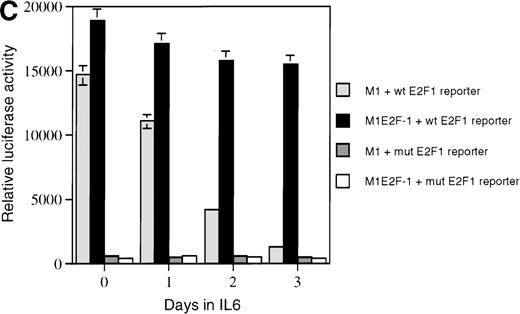 Fig. 1. E2F-1 expression and activity in M1 and M1E2F-1 cells untreated and treated with IL-6. / (A) E2F-1 mRNA expression in IL-6–treated M1 and M1E2F-1 cells. Cells were collected at the indicated times after IL-6 treatment and total RNA was extracted. The RNA (10 μg per lane) was resolved on a 1% agarose gel and transferred to a nylon membrane. The RNA blot was then hybridized to a 32P-labeled murine E2F-1 probe. Equal loading of RNA in each lane was confirmed both by visualizing equal intensity of ethidium bromide staining of ribosomal RNA bands and by hybridization of the Northern blot with radiolabeled β-actin probe. (B) E2F-1 protein expression in M1 and M1E2F-1 cells after IL-6 treatment. Cell lysates were prepared at the indicated time points after addition of IL-6 as described in “Materials and methods.” Fifty micrograms of protein per sample were electrophoretically fractionated on a 10% polyacrylamide gel and transferred to a PVDF membrane. The blot was then probed with an antimurine E2F-1 polyclonal antibody (Santa Cruz Biotech Inc, diluted 1:1000). Signals were developed by using the enhanced chemiluminescence (ECL) Western blotting system (Amersham). (C) E2F transcriptional activity in untreated and IL-6–treated M1 and M1E2F-1 cell lines. Cells were seeded at a density of 0.5 × 106 cells/mL and 24 hours later were transfected with wt-E2F-Luc or mut-E2F-Luc luciferase reporter plasmids containing 3 tandem copies of wild-type or mutant E2F-1 binding sites, respectively; described in Krek et al.11 The cells were then incubated in the absence or presence of 50 ng/mL IL-6 and were harvested at 1-day intervals (day 0 to day 3). They were lysed in reporter lysis buffer and the resulting cell extract was used to measure luciferase activity in a Lumat LB 9501 luminometer after normalizing for transfection efficiency (described in “Materials and methods”).