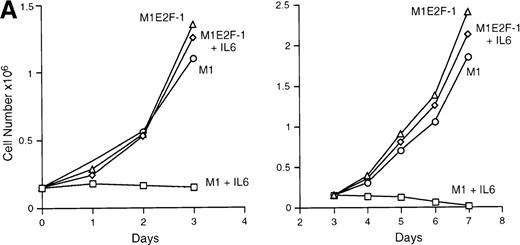 Fig. 2. Growth properties of M1 and M1E2F-1 cells untreated and treated with IL-6. / (A) Growth kinetics of M1 and M1E2F-1 cells treated with IL-6. Cells were seeded at 0.15 × 106/mL in the presence or absence of IL-6 (50 ng/mL) and the number of viable cells was determined at the indicated times by trypan blue dye exclusion and counting in a hemocytometer. On day 3 untreated M1 and M1E2F-1 cells and IL-6–treated M1E2F-1 cells were diluted and reseeded at 0.15 × 106/mL. Each time point is the average of at least 3 experiments, with a standard deviation of up to 15%. Four other independent M1E2F-1 clones gave similar results and M1-puromycin control clones behaved indistinguishably from parental M1 cells. (B) Flow cytometric analysis (FACS) of IL-6–treated M1 and M1E2F-1 cells. FACS analysis was carried out as described in “Materials and methods.” Note the lack of a sub-G0/G1 peak in the IL-6–treated M1E2F-1 sample, indicating an absence of apoptotic cells.