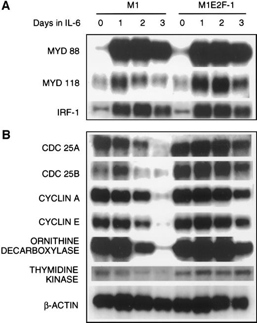 Fig. 4. Northern blot analysis of gene expression in untreated and IL-6–treated M1 and M1E2F-1 cell lines. / Cells were collected at the indicated times and total RNA was extracted as described in “Materials and methods.” The RNA (10 μg per lane) was resolved on a 1% agarose gel and transferred to a nylon membrane. The RNA blot was then hybridized to the appropriate32P-labeled probe, washed, and subjected to autoradiography for 24 to 48 hours at −80°C. After stripping, the Northern blot was reprobed.