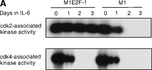 Fig. 6. Cdk2-and cdk4-associated kinase activities, and expression and phosphorylation status of the retinoblastoma gene product (pRb) in M1 and M1E2F-1 cells, untreated and treated with IL-6. / (A) Cdk2- and cdk4-associated kinase activities in M1 and M1E2F-1 after treatment with IL-6. Cell lysates were prepared at the indicated times after addition of IL-6 and kinase reactions were carried out as described in “Materials and methods.” One hundred micrograms protein per sample and histone H1 substrate were used in the cdk2 kinase assay. For the cdk4 kinase assays, 400 μg protein per sample and GST-Rb substrate were used. After completion of the reactions, samples were fractionated on a 10% gel, dried, and subjected to autoradiography for 2 hours. (B) Western blot analysis of the expression and phosphorylation status of the pRb in IL-6–treated M1 and M1E2F-1 cells. Protein extracts were prepared before and after induction for differentiation with IL-6 at the indicated time points as described in “Materials and methods.” Fifty micrograms per lane of total protein extract were fractionated on a 6% SDS-PAGE gel, transferred to a PVDF membrane, and probed with an anti-Rb monoclonal antibody (diluted 1:1000). Signals were developed by using the enhanced chemiluminescence (ECL) Western blotting system (Amersham). ppRb indicates the hyperphosphorylated state and Rb is the hypophosphorylated form.