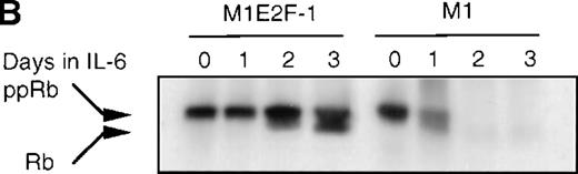 Fig. 6. Cdk2-and cdk4-associated kinase activities, and expression and phosphorylation status of the retinoblastoma gene product (pRb) in M1 and M1E2F-1 cells, untreated and treated with IL-6. / (A) Cdk2- and cdk4-associated kinase activities in M1 and M1E2F-1 after treatment with IL-6. Cell lysates were prepared at the indicated times after addition of IL-6 and kinase reactions were carried out as described in “Materials and methods.” One hundred micrograms protein per sample and histone H1 substrate were used in the cdk2 kinase assay. For the cdk4 kinase assays, 400 μg protein per sample and GST-Rb substrate were used. After completion of the reactions, samples were fractionated on a 10% gel, dried, and subjected to autoradiography for 2 hours. (B) Western blot analysis of the expression and phosphorylation status of the pRb in IL-6–treated M1 and M1E2F-1 cells. Protein extracts were prepared before and after induction for differentiation with IL-6 at the indicated time points as described in “Materials and methods.” Fifty micrograms per lane of total protein extract were fractionated on a 6% SDS-PAGE gel, transferred to a PVDF membrane, and probed with an anti-Rb monoclonal antibody (diluted 1:1000). Signals were developed by using the enhanced chemiluminescence (ECL) Western blotting system (Amersham). ppRb indicates the hyperphosphorylated state and Rb is the hypophosphorylated form.